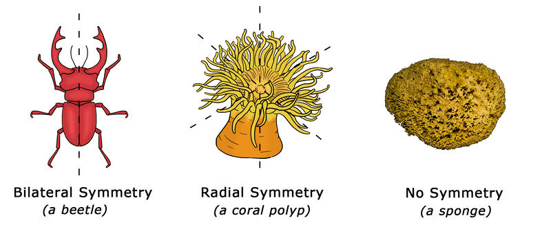 Симетрія у безхребетних
