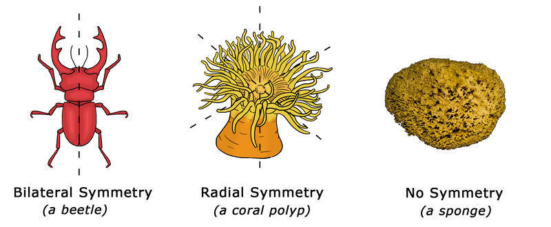 Symmetry in invertebrates