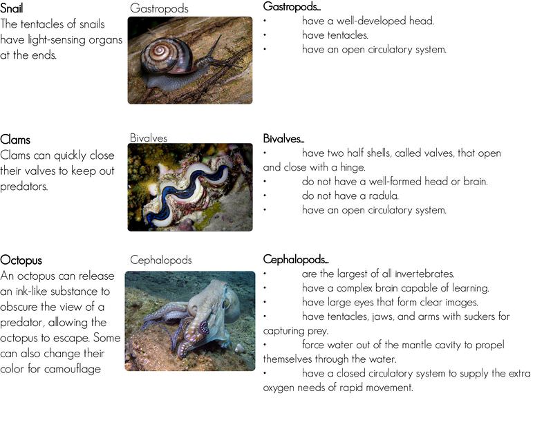 Classes of mollusks: gastropods, bivalves, and cephalopods