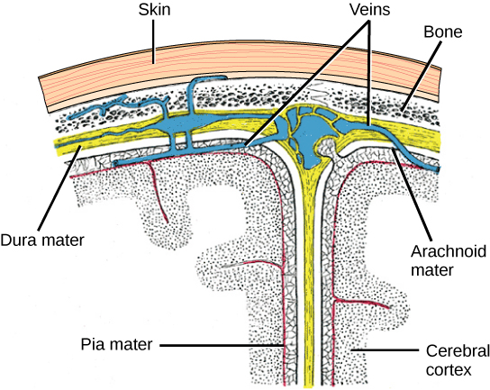 La ilustración muestra las tres meninges que protegen el cerebro. La capa más externa, justo debajo del cráneo, es la duramadre. La duramadre es la meninge más gruesa, y los vasos sanguíneos la atraviesan. Debajo de la duramadre está la aracnoidea mater, y debajo de esta está la pia mater.