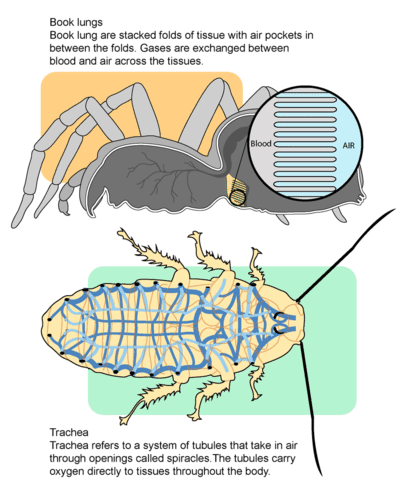 How terrestrial arthropods breathe air