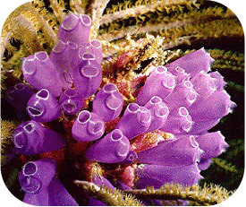 Tunicates (Urochordata) are one of two subphyla of invertebrate chordates