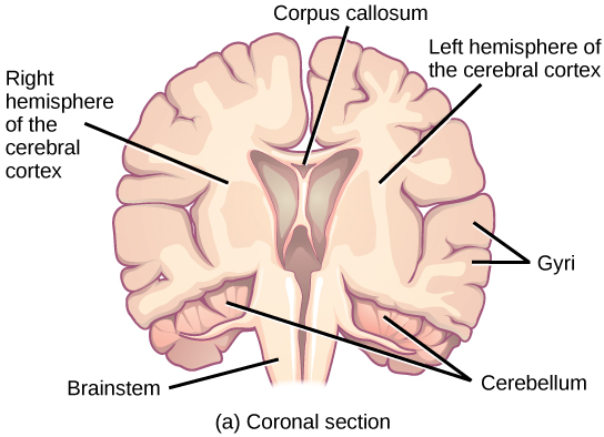 La ilustración muestra las secciones coronal (frontal) y sagital (lateral) de un cerebro humano. En la sección coronal, la gran parte superior del cerebro, llamada corteza cerebral, se divide en hemisferios izquierdo y derecho. Existe una cavidad que se asemeja a alas de mariposa entre la corteza izquierda y derecha. El cuerpo calloso es una banda que conecta los dos hemisferios entre sí, justo por encima de esta cavidad. La superficie de la corteza cerebral contiene protuberancias abultadas llamadas circunvoluciones. La corteza cerebral está anclada por el tronco encefálico, que se conecta con la médula espinal. A ambos lados del tronco encefálico escondido debajo de la corteza cerebral se encuentra el cerebelo. La superficie del cerebelo está llena de baches, pero no tan accidentada como la corteza cerebral. La sección sagital revela que la corteza cerebral forma la parte frontal y superior del cerebro, mientras que el tronco encefálico y el cerebelo conforman la parte inferior de la espalda. El tálamo ovalado se asienta en la cavidad en el centro de la corteza cerebral. El cuerpo calloso se envuelve alrededor de la parte superior del tálamo. Los ganglios basales se envuelven alrededor del cuerpo calloso, comenzando en la parte frontal inferior del cerebro y continuando tres cuartas partes del recorrido por lo que el extremo posterior casi se encuentra con el extremo frontal. Los ganglios basales se separan en segmentos que están conectados a lo largo de la parte superior e inferior. La amígdala es una estructura esférica al final de los ganglios basales.