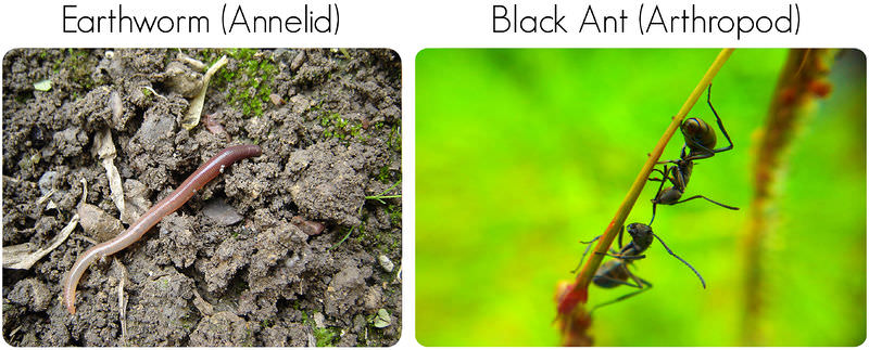Segmented invertebrates: earthworm and black ant