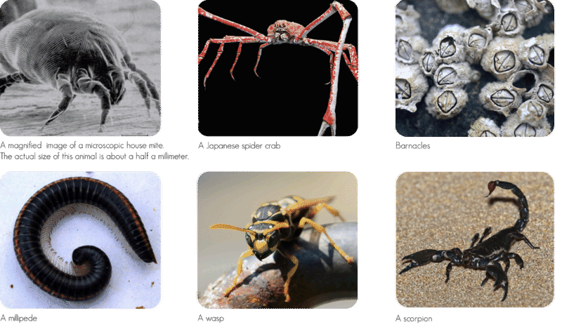 Arthropod diversity: dust mite, spider crab, barnacles, millipede, wasp, scorpion