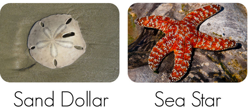 Examples of echinoderms: sand dollar, sea star, feather star