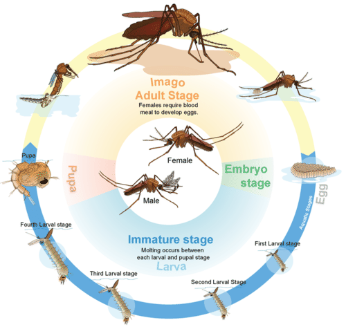 Insect life cycle