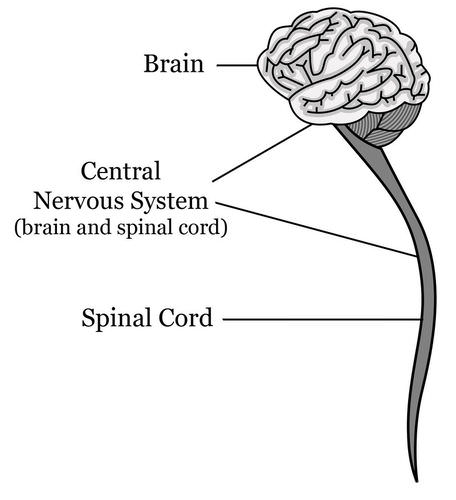 Components of the central nervous system