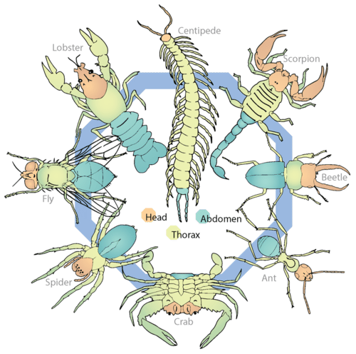 Arthropod body plan