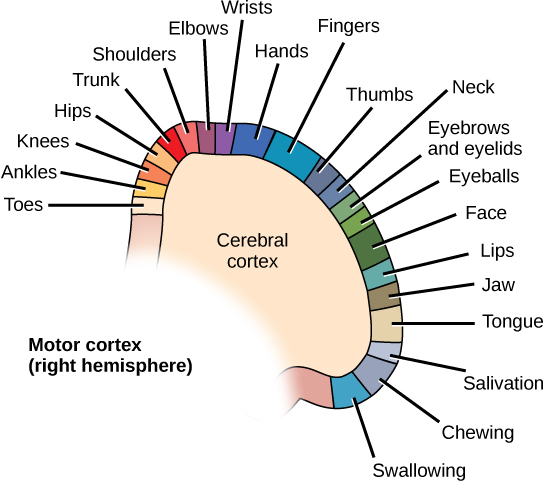 Diagram shows the location of motor control for various muscle groups on the right hemisphere cerebral cortex. From the top middle of the motor cortex to the bottom right, the order of areas controlled is toes, ankles, knees, hips, trunk, shoulders, elbows, wrists, hands, fingers, thumbs, neck, eyebrows and eyelids, eyeballs, face, lips, jaw, tongue, salivation, chewing and swallowing.