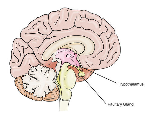 Hypothalamus and pituitary gland