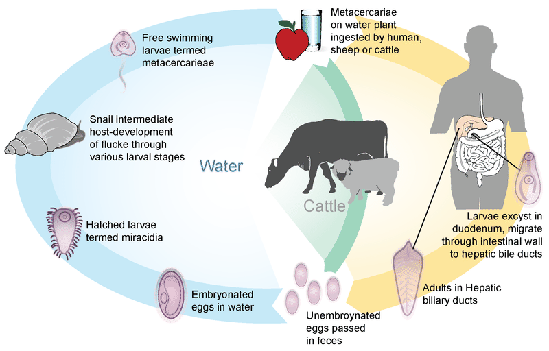 Life cycle of the sheep liver fluke