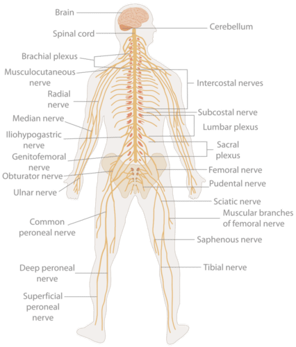 Nervous system in body