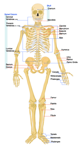 Components of the skeletal system