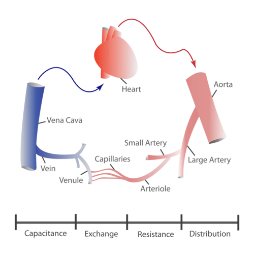Various blood vessels