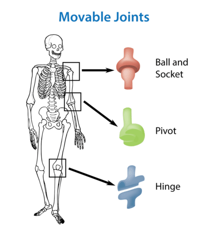Types of movable joints