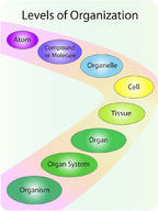 Illustrates the different levels of cellular organization within a human