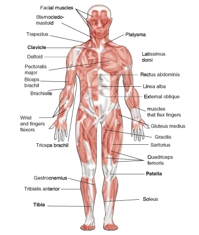 Skeletal muscles in the body