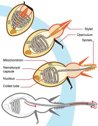 Cnidarian nematocyst development
