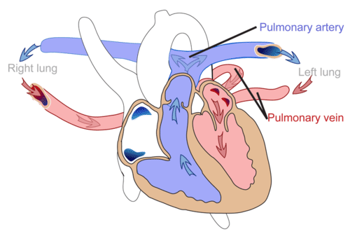 Pulmonary circuit illustrated