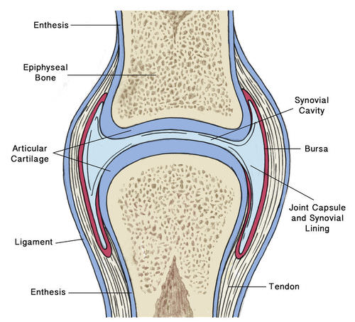Synovial joint