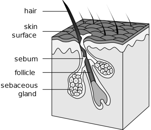 Illustration of hair follicle