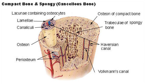 Illustration of bone matrix