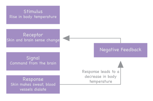Negative feedback regulation is used to regulate the temperature of the body