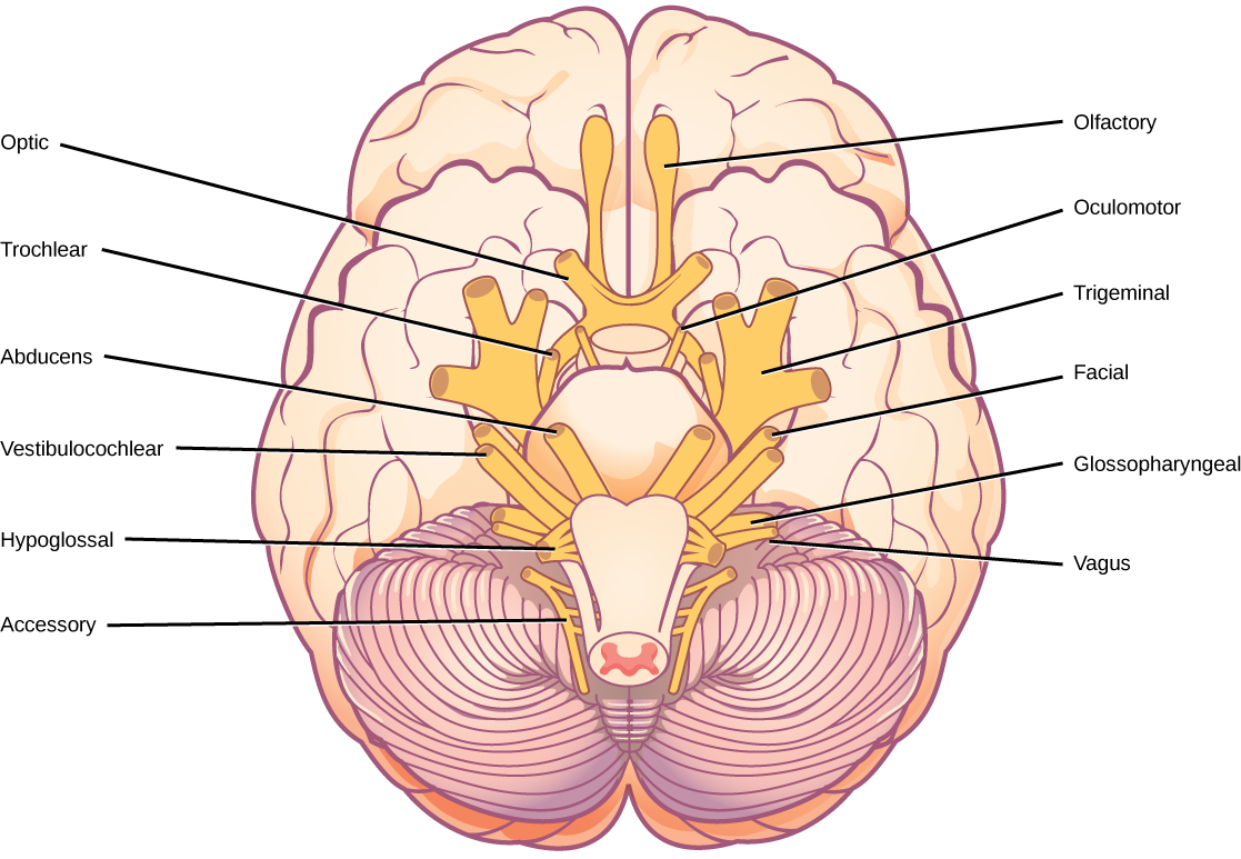 La ilustración muestra la parte inferior del cerebro. Los doce nervios craneales se agrupan alrededor del tronco encefálico y se localizan simétricamente a cada lado. El nervio olfativo es corto y similar a un lóbulo, y se encuentra más cerca del frente. Directamente detrás de esto está el nervio óptico, luego el nervio oculomotor. Todos estos nervios se encuentran frente al tronco encefálico. El nervio trigémino, que es el más grueso, se localiza a ambos lados del tronco encefálico. Forma tres ramas poco después de salir del cerebro. El nervio troclear es un nervio pequeño frente al nervio trigémino. Detrás del tronco encefálico se encuentran los nervios faciales, vestibulococleares, glosofaríngeos e hipoglosos más pequeños. El nervio más alejado de la espalda es el nervio accesorio.