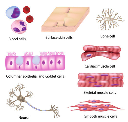 An illustration of different types of human body cells