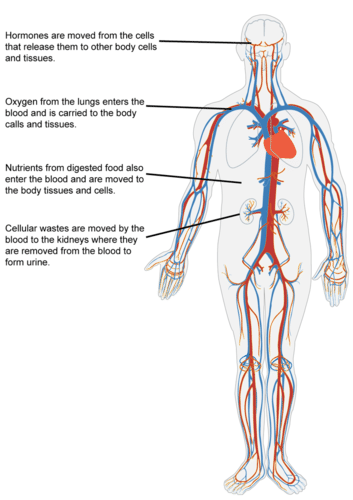 Circulatory system relative to body