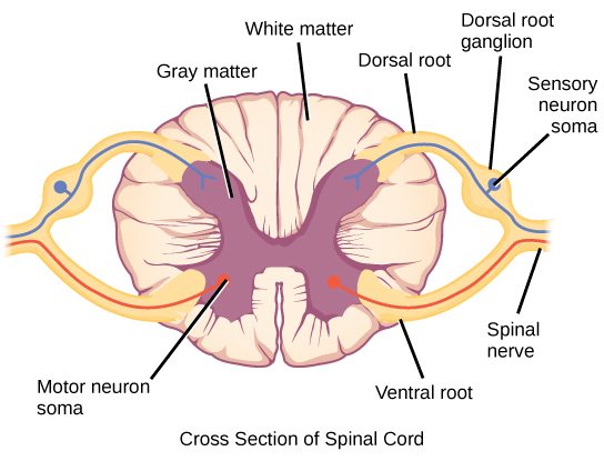 L'illustration montre une coupe transversale de la moelle épinière. La matière grise forme un X à l'intérieur de la matière blanche. Un nerf rachidien part du bras gauche du X et un autre part de la jambe gauche du X. Les deux nerfs se rejoignent à gauche de la colonne vertébrale. Le bras droit et la jambe du X forment un nerf symétrique. La partie du nerf qui sort de la jambe du X est appelée racine ventrale, et la partie qui provient du bras du X est appelée racine dorsale. La racine ventrale se trouve sur le ventre et la racine dorsale sur la face arrière. Le ganglion de la racine dorsale est un renflement situé à mi-chemin entre l'endroit où le nerf quitte la colonne vertébrale et l'endroit où les racines dorsale et ventrale se rejoignent. Les somas des neurones sensoriels se regroupent dans la racine dorsale. Les somas des motoneurones se regroupent dans la matière grise de la jambe X. Les axones des motoneurones sont regroupés dans la racine ventrale.