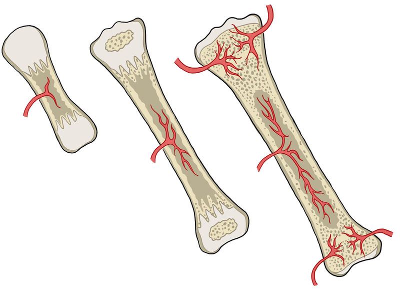 13.12: Growth and Development of Bones - Biology LibreTexts
