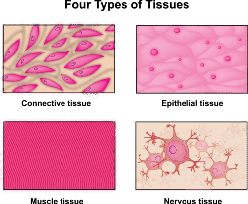 An illustration of the four tissue types found in the human body