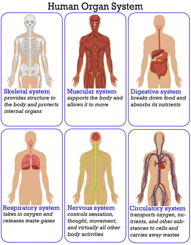 An overview of the organ systems that make up the human body
