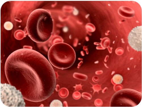 Components cells of blood