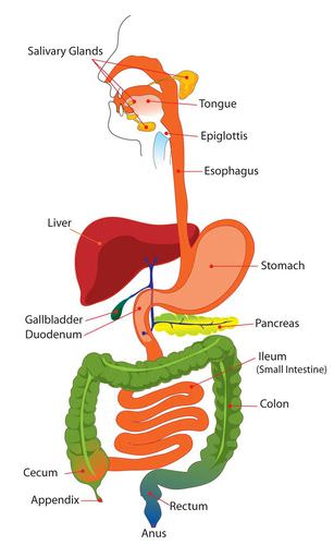 Major components of the digestive system