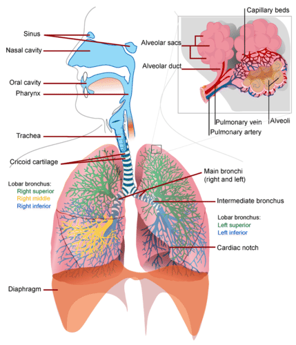 Respiratory system organs