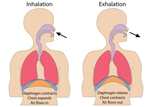 Diagphragm causing inhalation and exhalation