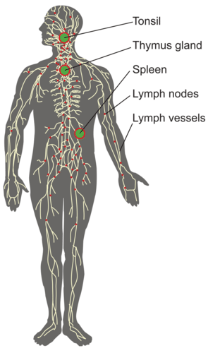 Components of the lymphatic system