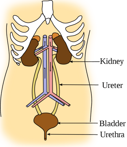 Kidney location in body