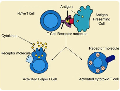 Mecanismo para la activación de células T