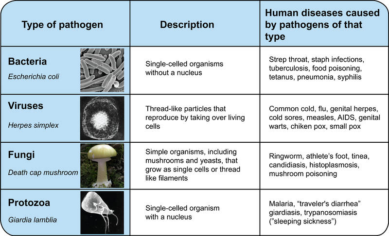 Various pathogens, including E Coli, death cap mushrooms, Giarda lambia, and Herpes simplex