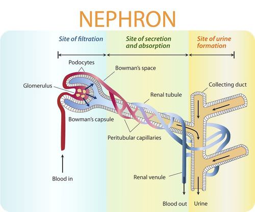 In-depth diagram of nephron