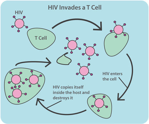 HIV mechanism for destroying T cells