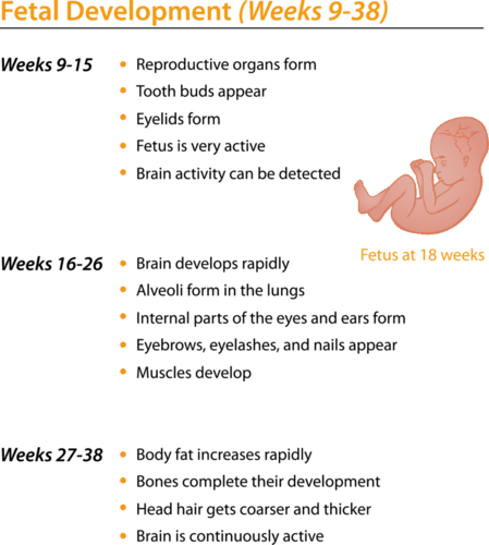 Fetal development weeks 9-38.