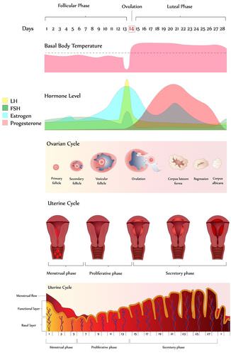 Detailed linear menstrual cycle diagram