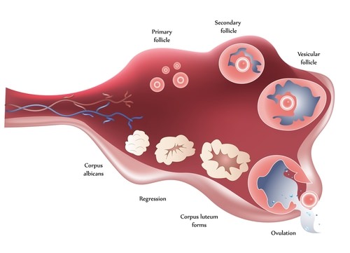Maturation of follicle and ovulation