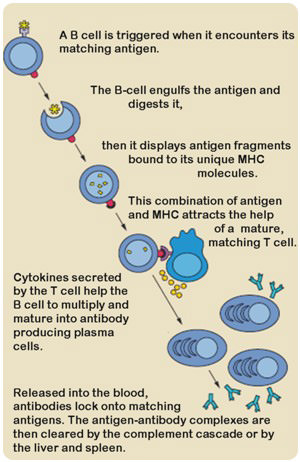 Activation of a B cell