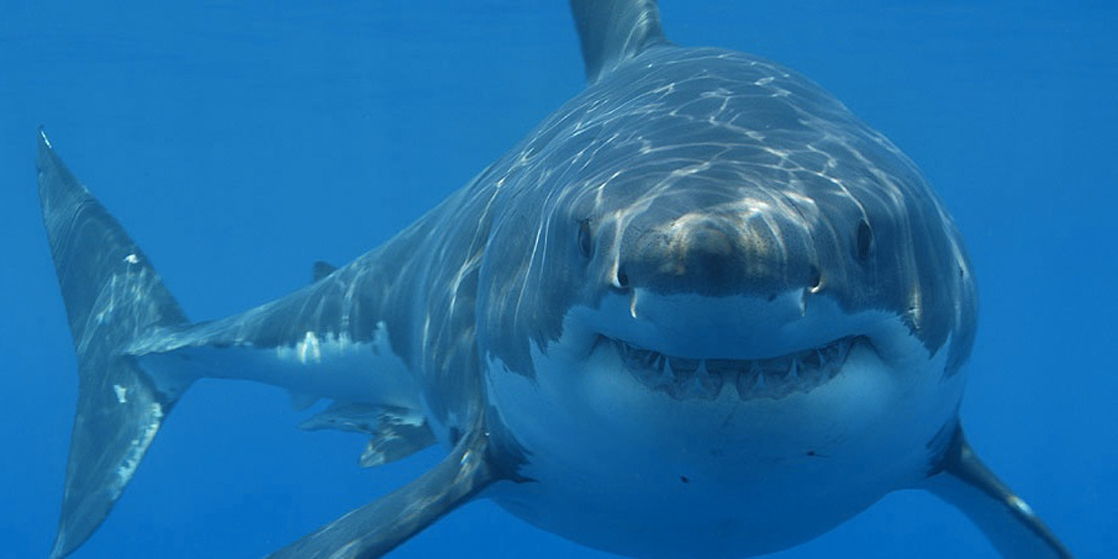 照片显示一条鲨鱼向镜头游动。